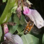 Honey bee approaching field bean flower, April28-2012