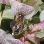Honey bee and field bean flower, April28-2012