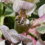Honey bee and field bean flower, April 2012