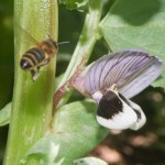 Honey bee zooming in on field bean flower, April 2012