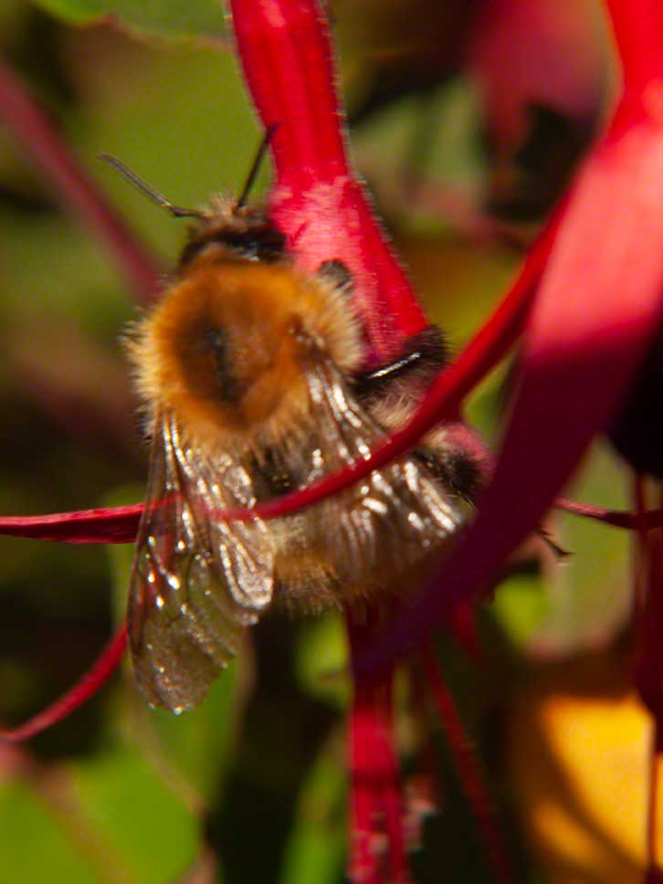 bumblebees