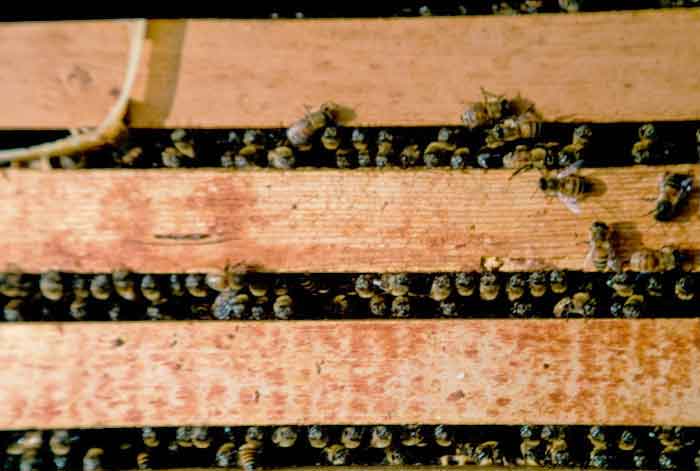 All alert but peaceful;honey bees watching the beekeeper