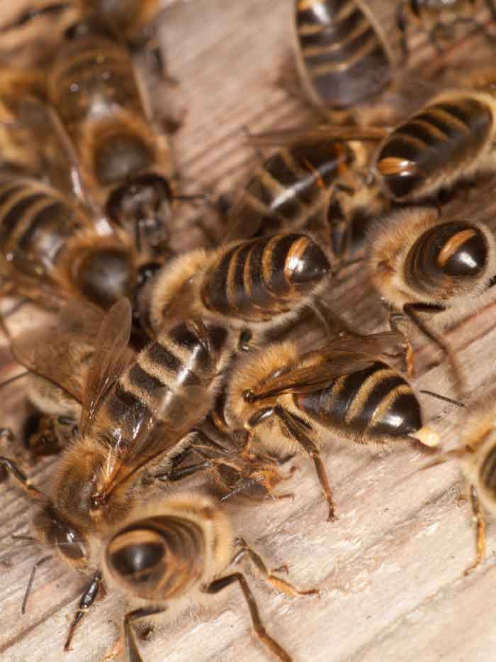 Bottoms up: honey bees using their Nasonov glands to tell others where they are