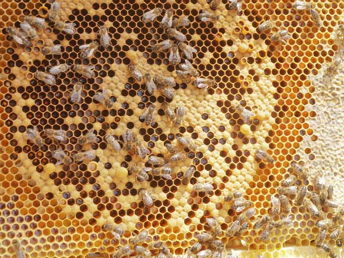 Classic honey bee frame of hatching brood and stores