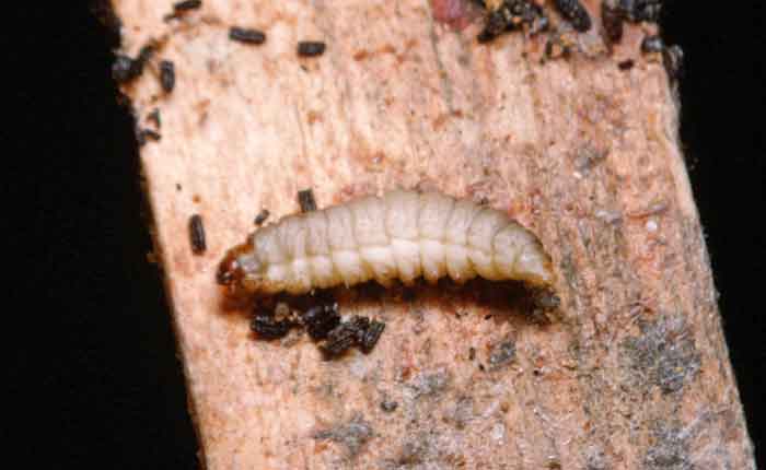 Greater Wax Moth larva; Galleria mellonella