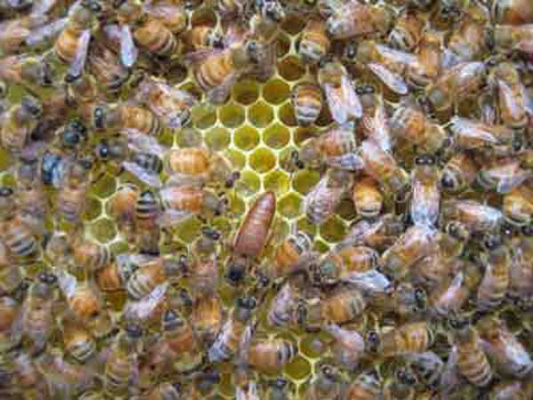 Honey bee queen: Let's lay eggs