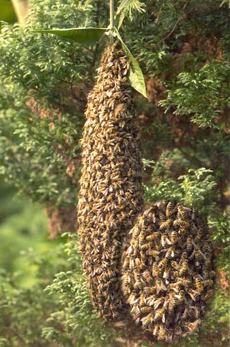 Lost bees: honey bee swarm and caste