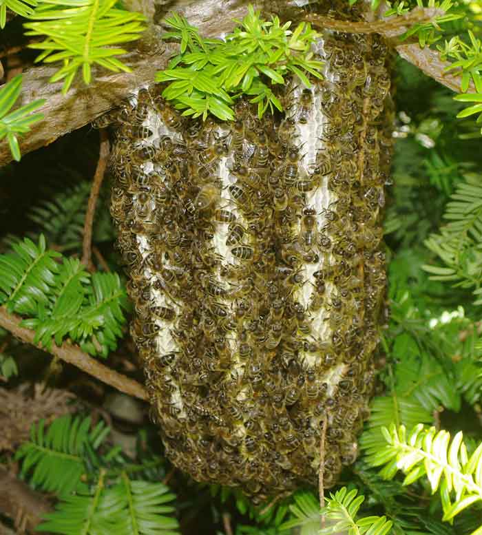 Nice swarm of honey bees with wild comb
