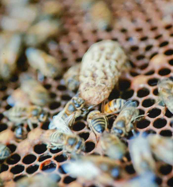 No you can not emerge yet: virgin queen honey bee waiting to hatch