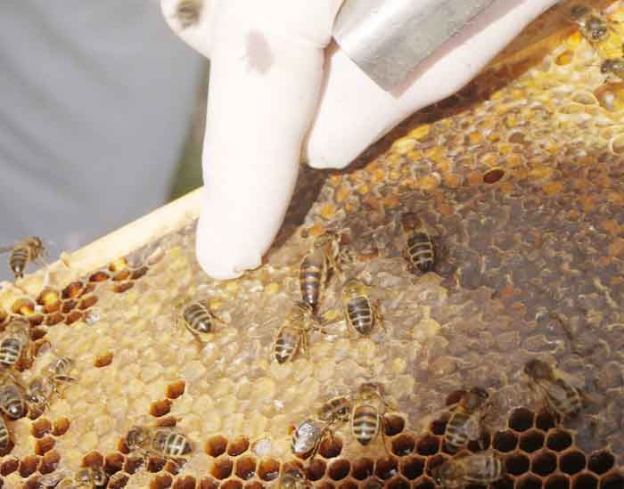 Honey bees: There the's the queen