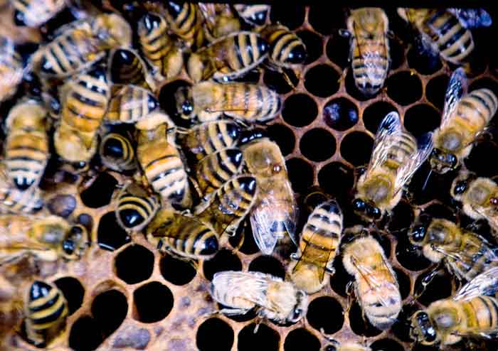 Varroa mite on honey bee thorax