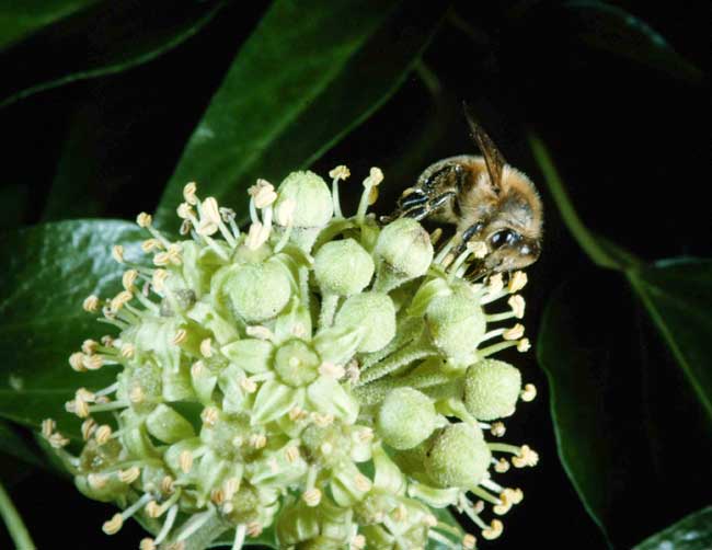 Honey bee in autumn: I lovely ivy nectar