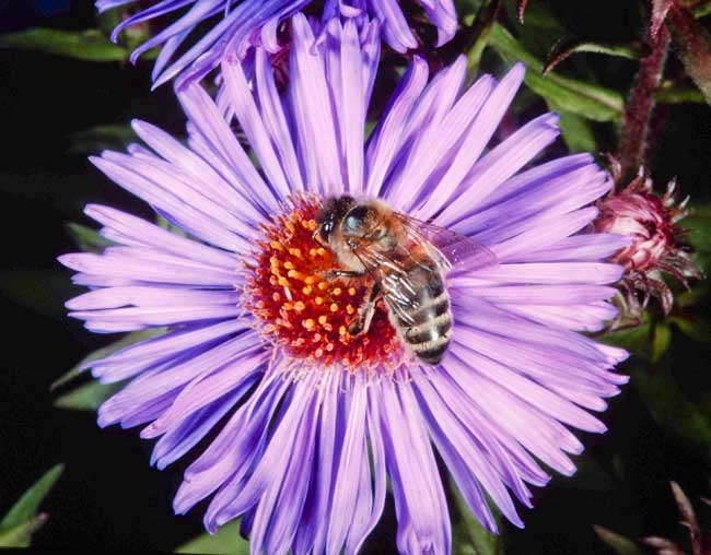 honey bee on nectar duty; pollen sacs empty