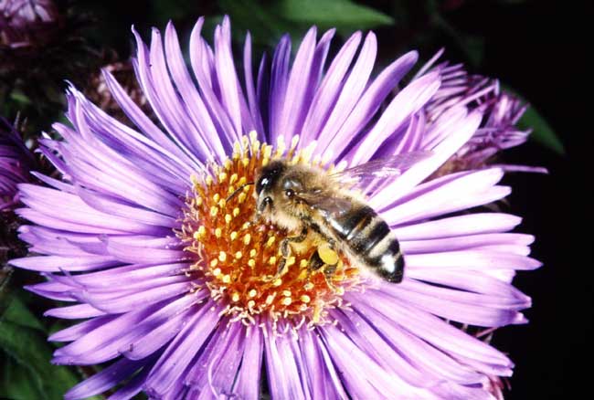 Honey bee on pollen duty; pollen sacs full