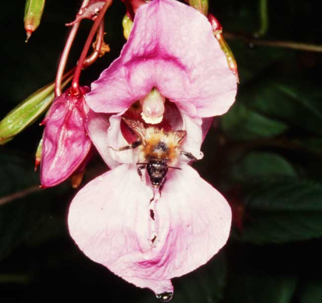 Bumble bee popping out of Himilayan Balsam