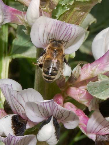 Honey bee and field bean flower, April 2012