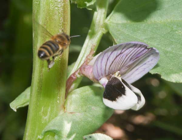 Honey bee zooming in on field bean flower, April 2012