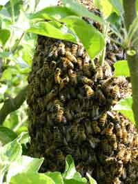 Swarm making wild comb on a tree trunk.