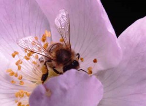 Bee in wild rose