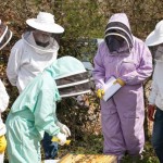 Examining a frame of bees