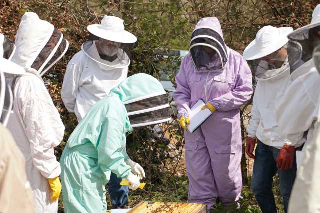 Examining a frame of bees