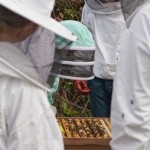 Hive opened - examining the bees.