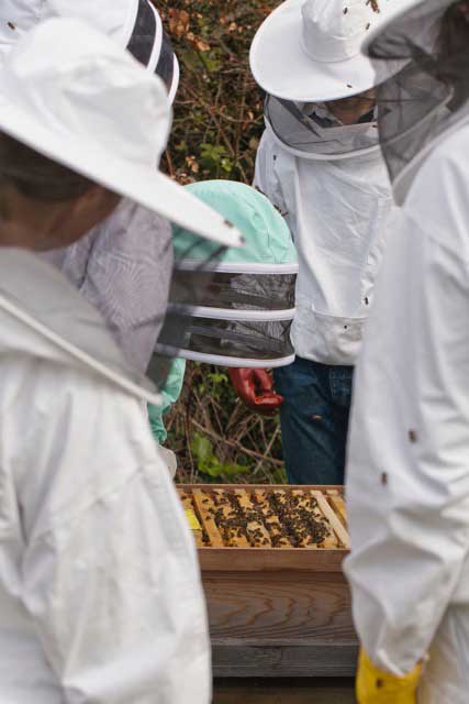 Hive opened - examining the bees.