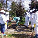 Stanmer: Heather about to open hive