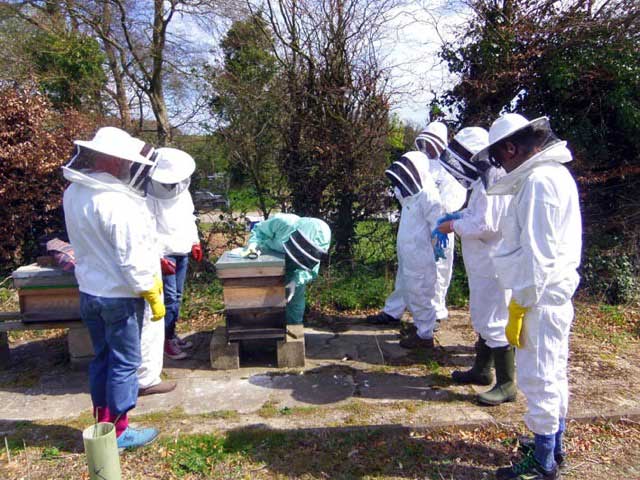 Stanmer: Heather about to open hive