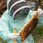 Examining a frame of brood.