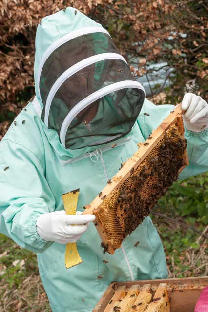 Examining a frame of brood.