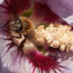 Honey repleat with Hibiscus nectar