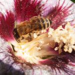 Honey drinking Hibiscus nectar