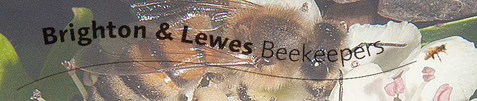 Brighton and Lewes Beekeepers