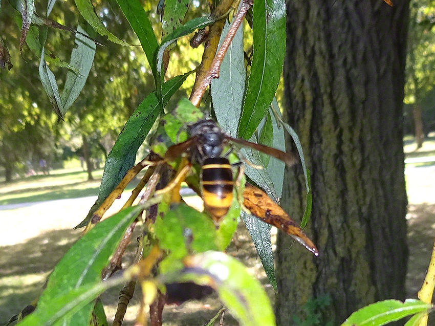 Asian hornet; Drance