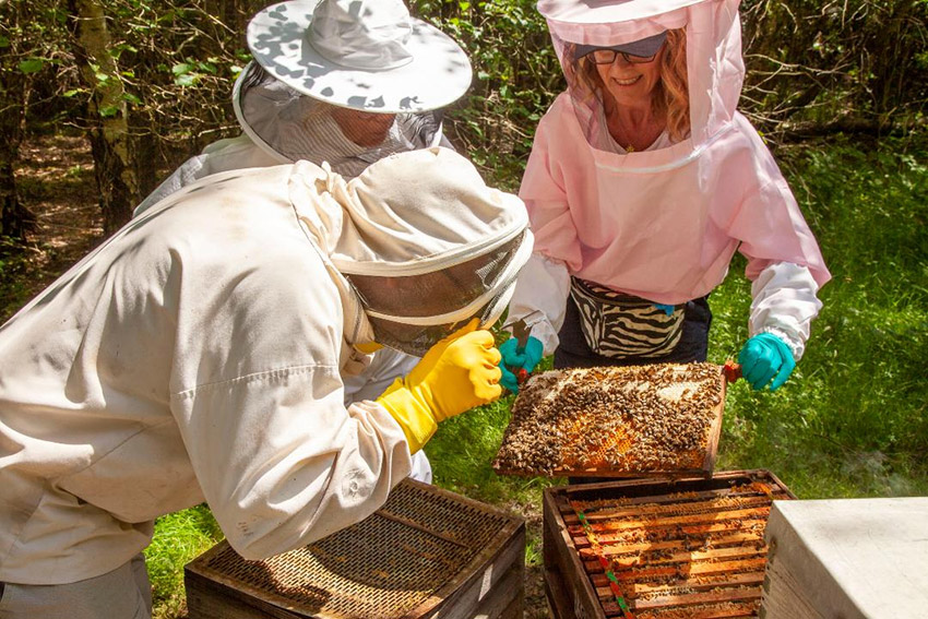 Examining a frame of bees