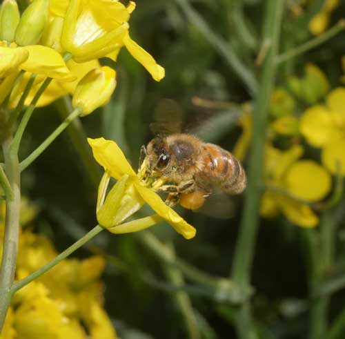 Honey bee with tongue out and feeding on oil seed rape flower.