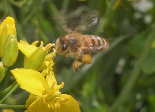 Honey bee loaded with pollen approaching oil seed rape flower