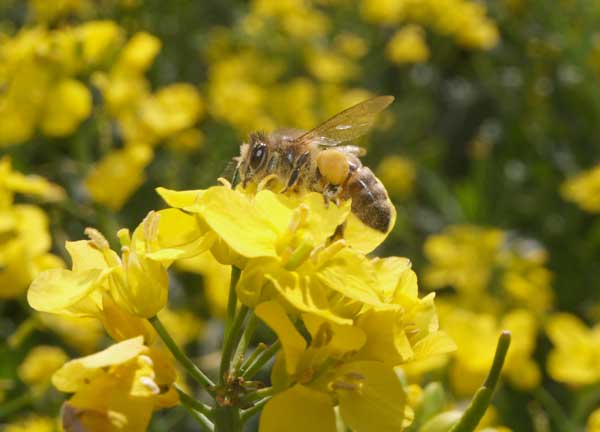 Honey bee loaded with pollen working oil seed rape flower