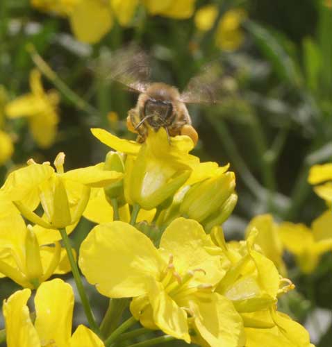 Honey bee on oil seed rape flower