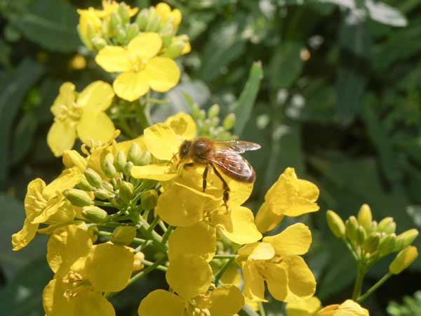 Honey bee on oil seed rape flower