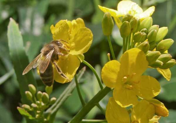 Honey bee on oil seed rape flower