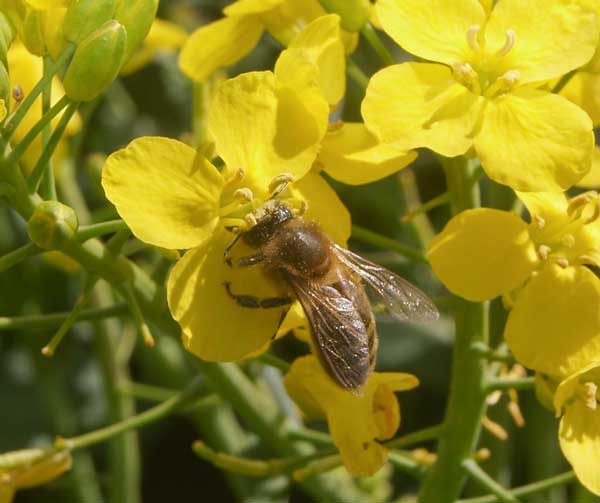 Honey bee on oil seed rape flower