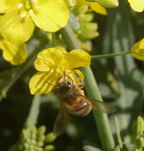 Honey bee on oil seed rape flower