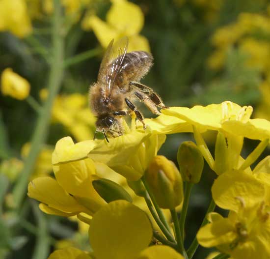 Head down into an oil seed rape flower