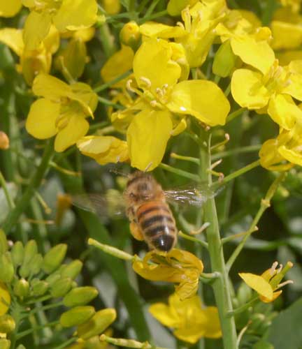 Aim for the flower - bee approaching oil seed rape flower