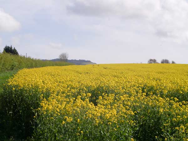 Field of oilseedrape, Albourne