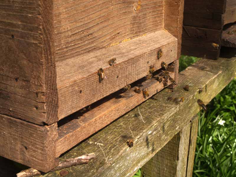 Honey bees at the hive entrance