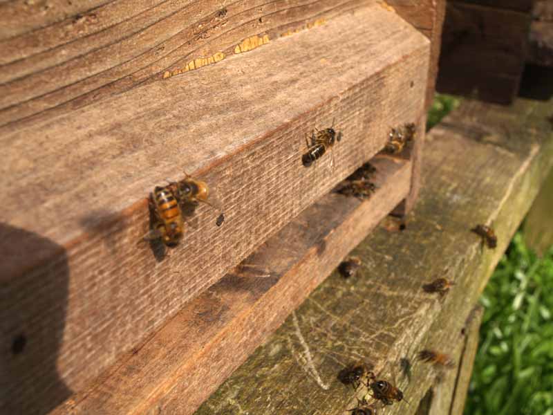 Honey bees at the hive entrance