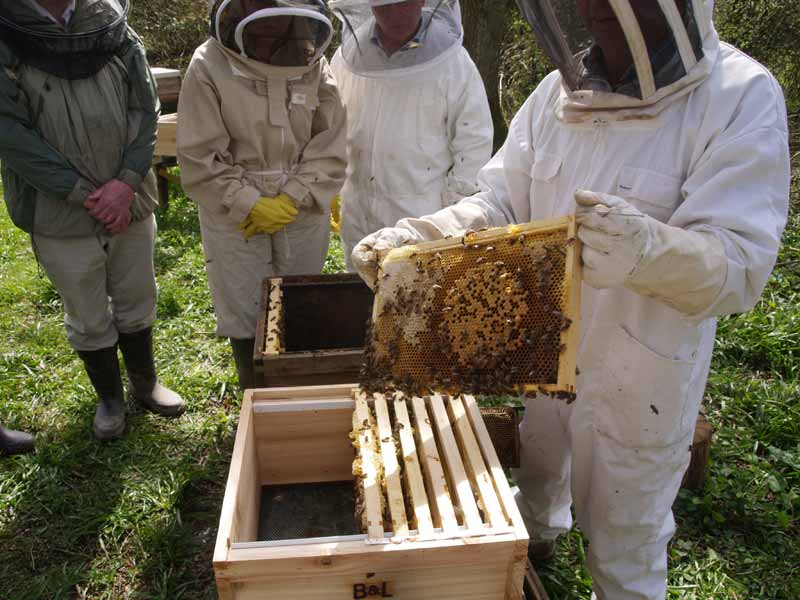 Examining a good frame in the spring